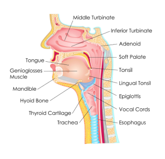 Neck Anatomy